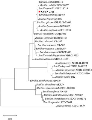 Characterization and evaluation of Bacillus subtilis GYUN-2311 as a biocontrol agent against Colletotrichum spp. on apple and hot pepper in Korea